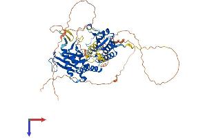 PIP5K1A Protein (AA 1-562) (His tag)