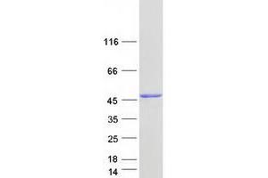 Validation with Western Blot (NADK2 Protein (Transcript Variant 1) (Myc-DYKDDDDK Tag))