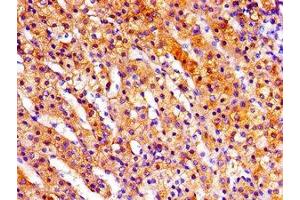 Immunohistochemistry of paraffin-embedded human adrenal gland tissue using ABIN7168180 at dilution of 1:100 (RPS6KA3 Antikörper  (AA 214-431))