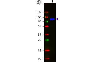 Western Blot of Fluorescein conjugated Goat Anti-Monkey IgM (mu chain) secondary antibody. (Ziege anti-Affe IgM (Chain mu) Antikörper (FITC) - Preadsorbed)