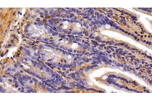Immunohistochemistry (IHC) image for anti-Ghrelin (GHRL) (AA 28-117) antibody (ABIN7443023)