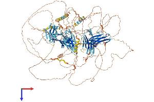 PALLD Protein (AA 1-1383) (His tag)