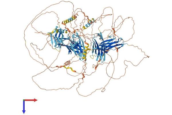 PALLD Protein (AA 1-1383) (His tag)