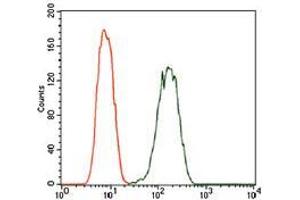 Flow cytometric analysis of A549 cells using PDE1B mouse mAb (green) and negative control (red). (PDE1B Antikörper  (AA 370-536))