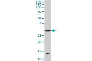 Image no. 3 for anti-Cyclin-Dependent Kinase 1 (CDK1) (AA 211-298) antibody (ABIN598557) (CDK1 Antikörper  (AA 211-298))