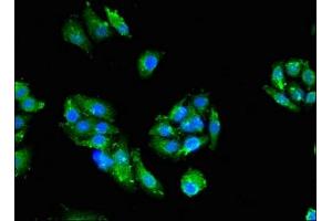 Immunofluorescent analysis of HepG2 cells using ABIN7165715 at dilution of 1:100 and Alexa Fluor 488-congugated AffiniPure Goat Anti-Rabbit IgG(H+L) (PKC zeta Antikörper  (AA 494-575))