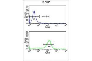 Flow Cytometry analysis of K562 cells using SDS Antibody (N-term) Cat. (serine Dehydratase Antikörper  (N-Term))