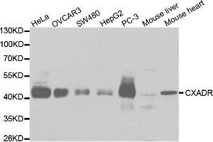 Western Blotting (WB) image for anti-Coxsackie Virus and Adenovirus Receptor (CXADR) antibody (ABIN1872126) (Coxsackie Adenovirus Receptor Antikörper)