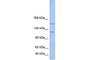 WB Suggested Anti-BRPF3 Antibody Titration:  0. (BRPF3 Antikörper  (N-Term))