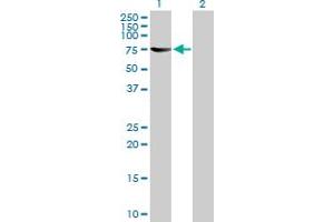 Western Blot analysis of TH1L expression in transfected 293T cell line by TH1L MaxPab polyclonal antibody.