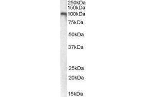 Glutamate Receptor, Metabotropic 7 (GRM7) peptide