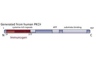 Image no. 3 for anti-Protein Kinase C, theta (PRKCQ) (AA 21-217) antibody (ABIN967739) (PKC theta Antikörper  (AA 21-217))