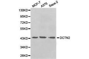 Western Blotting (WB) image for anti-Dynactin 2 (p50) (DCTN2) antibody (ABIN1872214) (Dynamitin Antikörper)