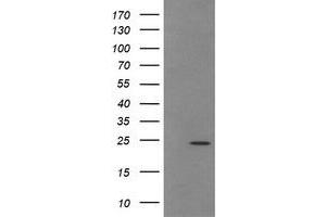 Image no. 2 for anti-Trafficking Protein Particle Complex 4 (TRAPPC4) antibody (ABIN1501265) (TRAPPC4 Antikörper)