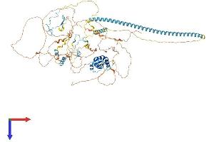 CHAF1A Protein (AA 1-956) (His tag)