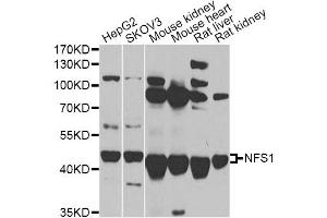 Western blot analysis of extracts of various cell lines, using NFS1 antibody. (NFS1 Antikörper)