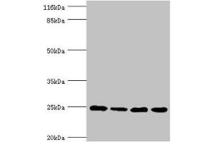 Western blot All lanes: NDUFA13 antibody at 3. (NDUFA13 Antikörper  (AA 52-144))