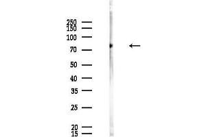 Western blot analysis of lysates from HUVEC cells, using AP Antibody at 1/1000 dilution.