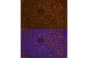 Immunofluorescence analysis of rat spleen using CD35/CR1 Rabbit mAb (ABIN7266477) at dilution of 1:100 (40x lens). (CD35 Antikörper)