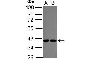 Western Blotting (WB) image for anti-Polymerase (DNA-Directed), delta Interacting Protein 3 (POLDIP3) (AA 139-369) antibody (ABIN1500333) (POLDIP3 Antikörper  (AA 139-369))