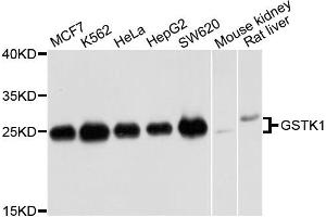 Western blot analysis of extracts of various cells, using GSTK1 antibody.