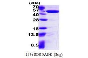 SDS-PAGE (SDS) image for Isocitrate Dehydrogenase 1 (NADP+), Soluble (IDH1) (AA 1-414) protein (His tag) (ABIN667603) (IDH1 Protein (AA 1-414) (His tag))