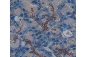 IHC-P analysis of Kidney tissue, with DAB staining. (IL20RA Antikörper  (AA 273-543))