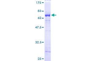 PCBP2 Protein (AA 1-362) (GST tag)