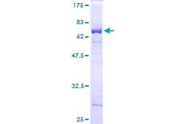 PCBP2 Protein (AA 1-362) (GST tag)