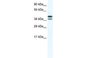 TRF3 antibody (20R-1177) used at 0. (Tbpl2 Antikörper  (N-Term))