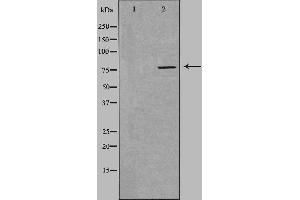 Western blot analysis of extracts from HuvEc cells, using SLC5A3 antibody.