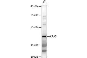Western blot analysis of extracts of C6 cells, using KRAS antibody (ABIN3021676, ABIN3021677, ABIN3021678, ABIN1513137 and ABIN1514282) at 1:1000 dilution. (K-RAS Antikörper)