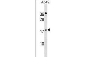 ZN Antibody (C-term) (ABIN1537512 and ABIN2838225) western blot analysis in A549 cell line lysates (35 μg/lane). (ZNF663 Antikörper  (C-Term))