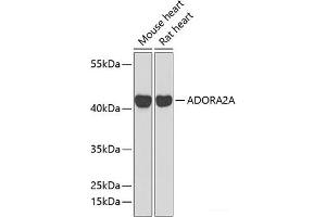 Western blot analysis of extracts of various cell lines using ADORA2A Polyclonal Antibody at dilution of 1:1000. (Adenosine A2a Receptor Antikörper)