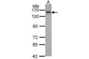 INPP5F Antikörper