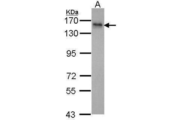 INPP5F Antikörper