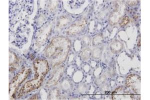 Immunoperoxidase of monoclonal antibody to AMBP on formalin-fixed paraffin-embedded human kidney. (AMBP Antikörper)