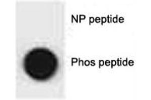 Dot blot analysis of phospho-p62 antibody. (SQSTM1 Antikörper  (pSer207))