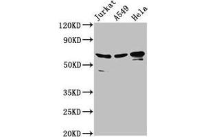 Western Blot Positive WB detected in: Jurkat whole cell lysate, A549 whole cell lysate, Hela whole cell lysate All lanes: AIFM1 antibody at 2. (AIF Antikörper  (AA 103-612))