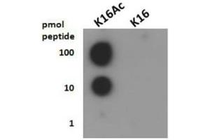Dot Blot of Rabbit Histone H4 [ac Lys16] Antibody. (Histone H4 Antikörper  (acLys16))
