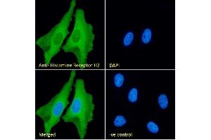 (ABIN185463) Immunofluorescence analysis of paraformaldehyde fixed HeLa cells, permeabilized with 0. (HRH2 Antikörper  (C-Term))