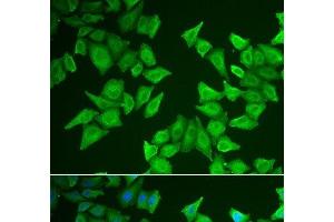 Immunofluorescence analysis of HeLa cells using ALAS2 Polyclonal Antibody (ALAS2 Antikörper)