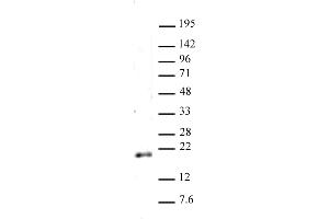 Histone H3 dimethyl Lys79 antibody (pAb) tested by Western blot. (Histone 3 Antikörper  (2meLys79))