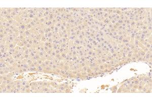 Detection of AFP in Mouse Liver Tissue using Polyclonal Antibody to Alpha-Fetoprotein (AFP) (alpha Fetoprotein Antikörper  (AA 399-605))