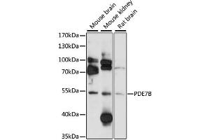 Western blot analysis of extracts of various cell lines, using PDE7B antibody (ABIN6293871) at 1:1000 dilution.