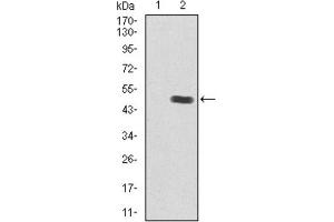 Western blot analysis using Insulin Like Growth Factor 2 (IGF2) antibody against human Insulin Like Growth Factor 2 (IGF2) recombinant protein.