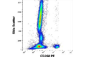 Flow Cytometry (FACS) image for anti-Tumor Necrosis Factor Receptor Superfamily, Member 13C (TNFRSF13C) antibody (PE) (ABIN7013981)