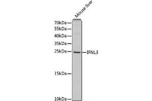 Western blot analysis of extracts of Mouse liver using IFNL3 Polyclonal Antibody at dilution of 1:1000. (IL28B Antikörper)