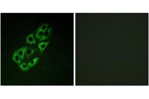 Immunofluorescence (IF) image for anti-Single-Stranded DNA Binding Protein 1 (SSBP1) (AA 99-148) antibody (ABIN2889551) (SSBP1 Antikörper  (AA 99-148))