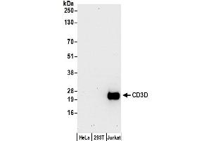 Western Blotting (WB) image for anti-CD3d Molecule, delta (CD3-TCR Complex) (CD3D) (AA 121-171) antibody (ABIN7450094)